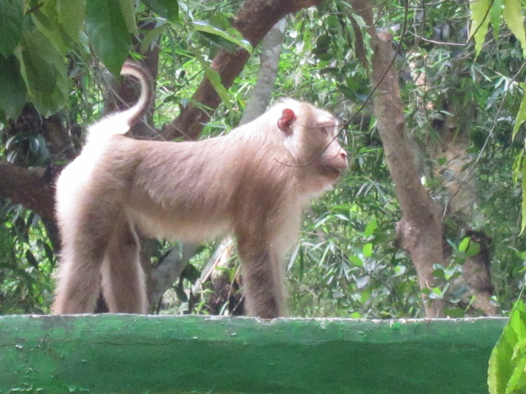 Wild Animals Extinct from Mymensingh