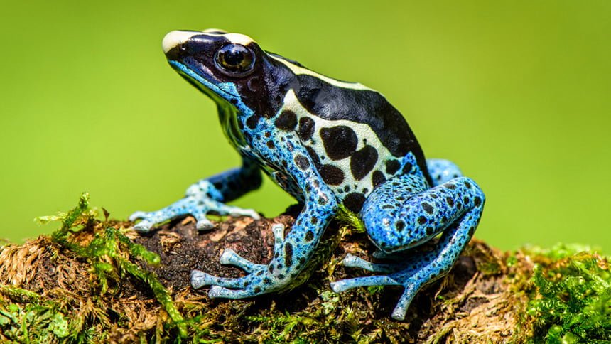 Poisonous Frogs