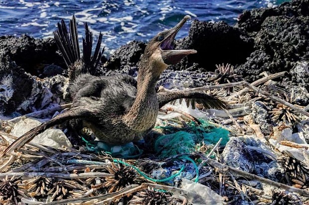 Galapagos fauna