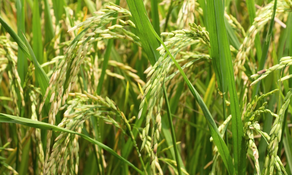 Rice in Bangladesh