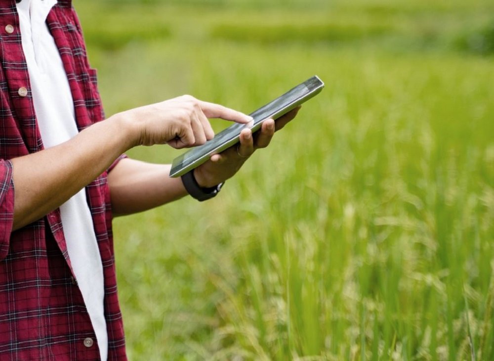 Mobile in Rice Field